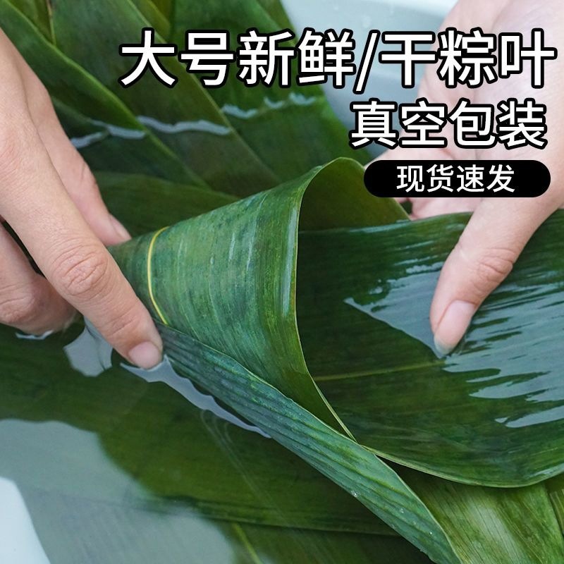 100片粽叶新鲜粽子叶包粽子端午节粽叶干大号宽箬叶铺垫-阿里巴巴