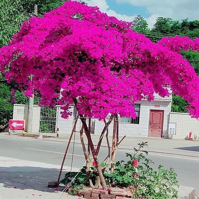 320天循环开巴西重瓣三角梅花苗盆栽爬藤庭院三角梅四季开花耐寒