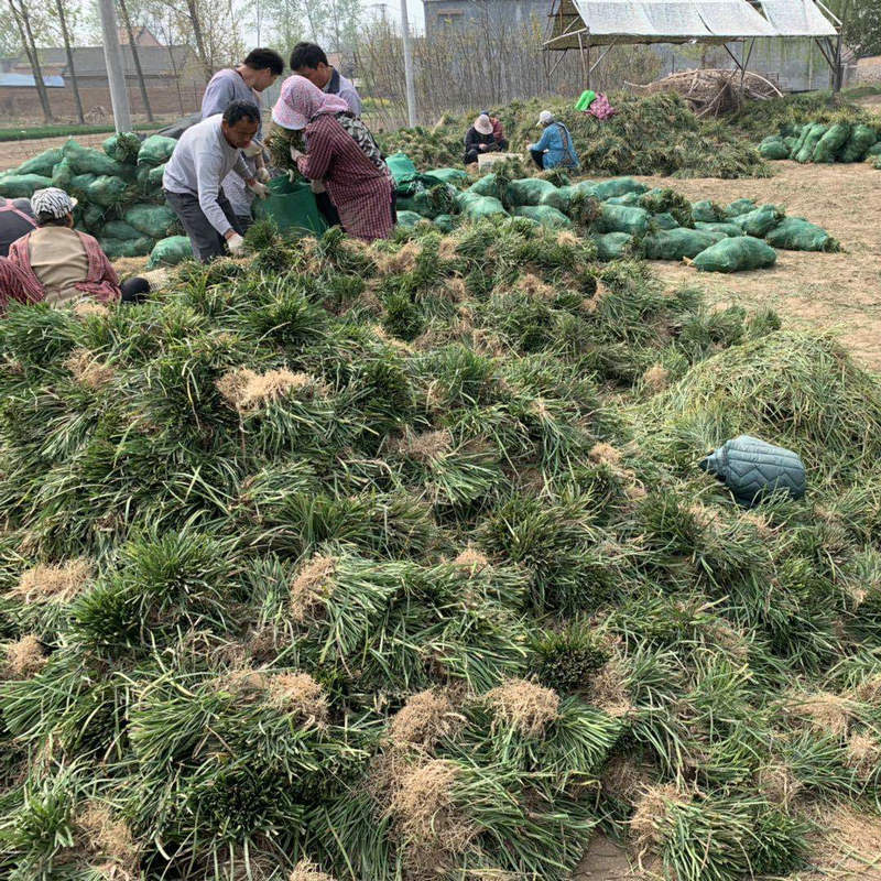 北京丹麦草基地四季常青庭院园林绿化坪植物丹麦草基地草坪供应