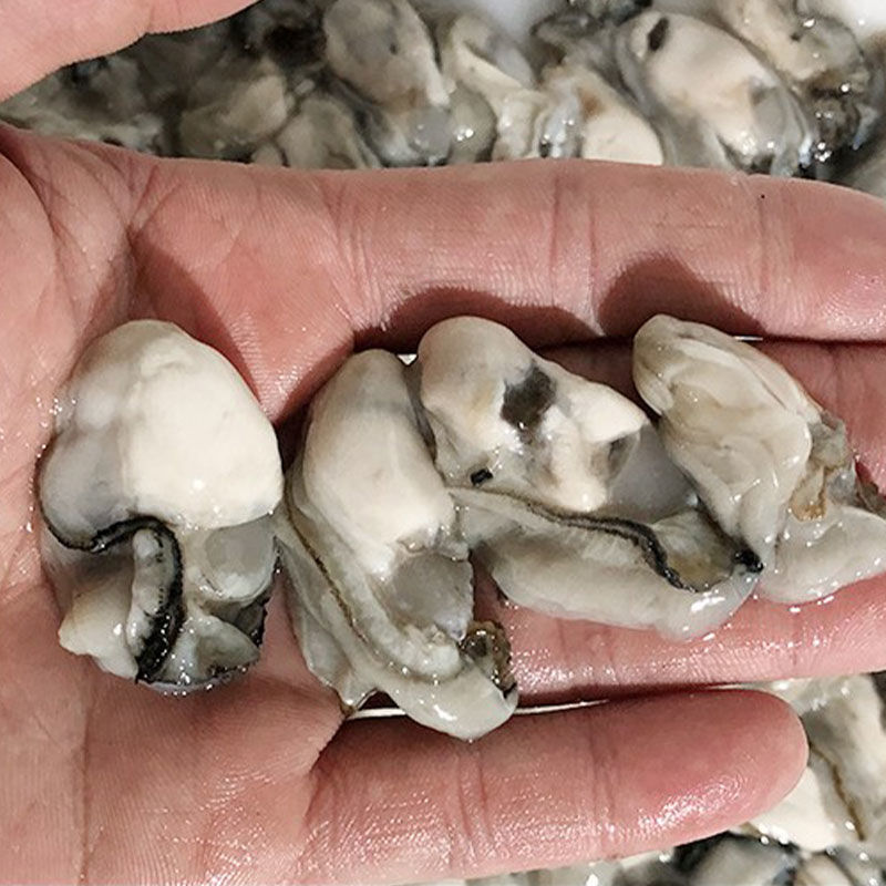 海蛎子福建新鲜活小海蛎子肉鲜活现剥去小牡蛎蚝仔蚵仔煎小生蚝肉