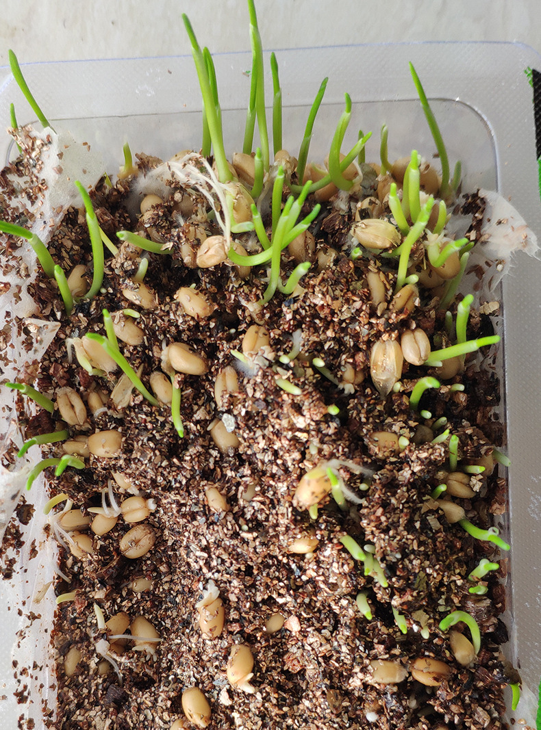 厂家直销猫草种植套装小麦种子 去毛球化毛猫草猫咪盆栽 宠物零食