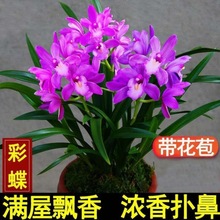 四季开花浓香兰花带花苞浓香型花卉室内盆栽好养易活易花盆景包邮