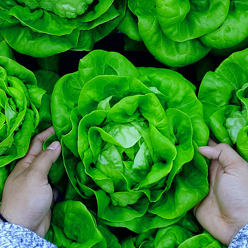 奶油生菜种子四季种植蔬菜叶菜种籽农家菜园阳台盆栽绿叶菜种孑
