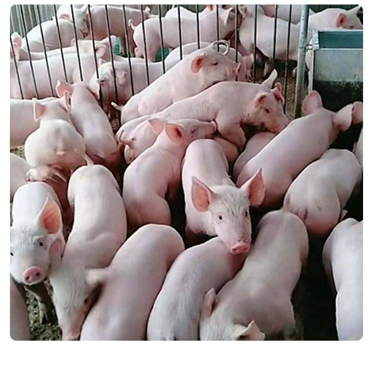 纯种长白猪 二元长白母猪 大白猪猪苗活体 育肥白猪涨势快-阿里巴巴