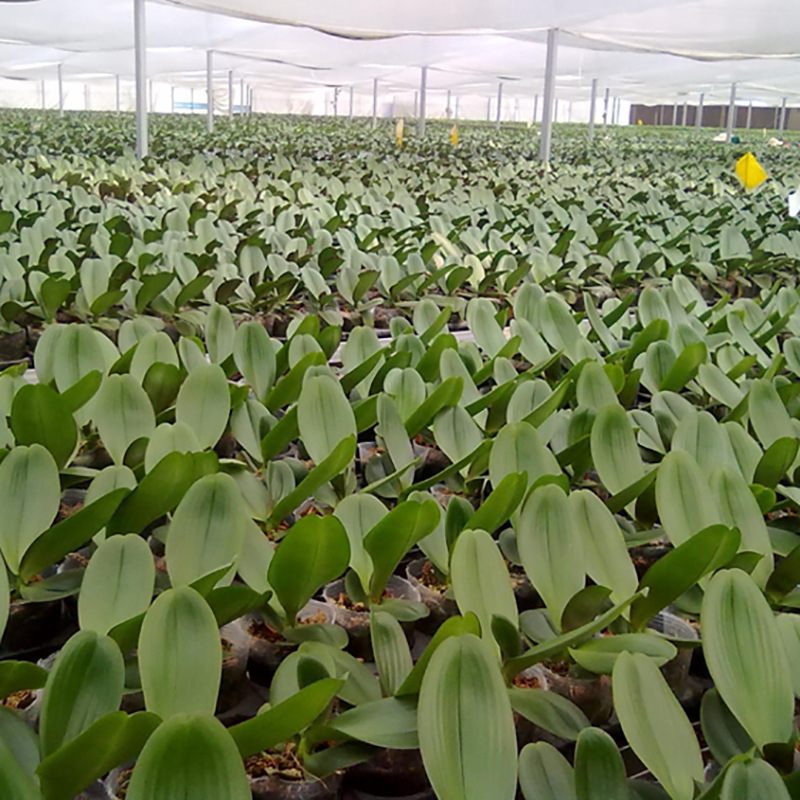 批发供应蝴蝶兰种子扁竹花紫花鸢尾种子 鸢尾花种子