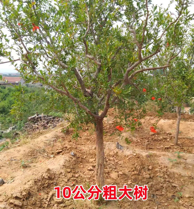 以色列大石榴苗 石榴树苗优良品种果树南方北方种植当年结果包邮