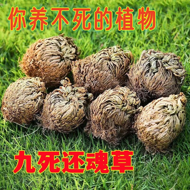 九死还魂草野生不死草中药材还阳石柏卷柏密罗木南非凤凰草可栽培
