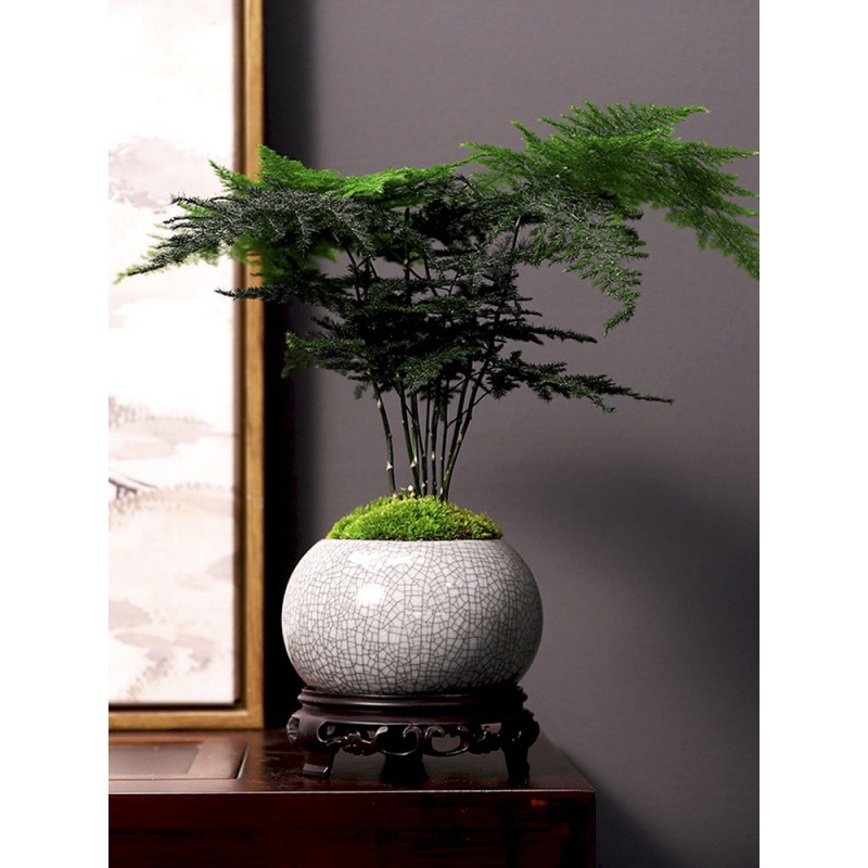 精品文竹盆栽绿植花卉盆景植物室内客厅文松云竹带盆大苗四季常青