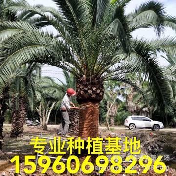 福建加拿利海枣价格 浙江加拿利海枣树批发 江西加拿利海枣头供应