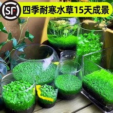 水草种子生态玻璃瓶真植物种籽盆栽套餐水培绿植装饰草缸鱼缸造景