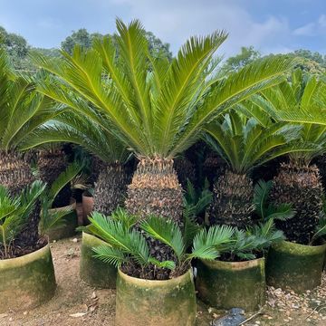 铁树产地批发 铁树盆景价格 基地批发 铁树报价