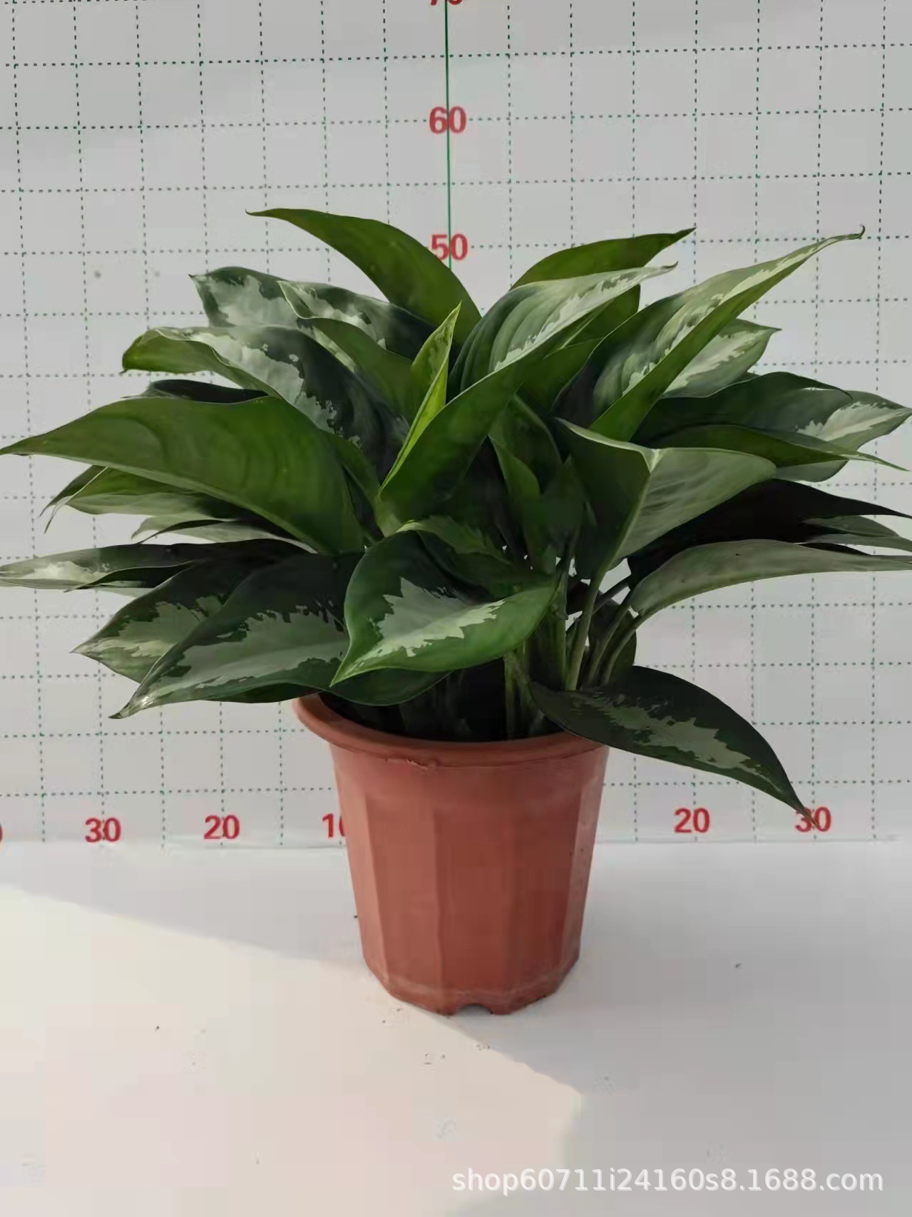 【湛江树苗】-湛江树苗厂家,品牌,图片,热帖-阿里巴巴