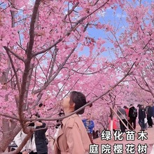 樱花树苗 嫁接日本晚樱早樱重瓣庭院盆栽地栽耐寒当年开花大苗