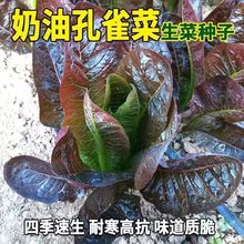 奶油紫孔雀菜种子甜脆紫红油麦种子孔雀菜罗马生菜种子