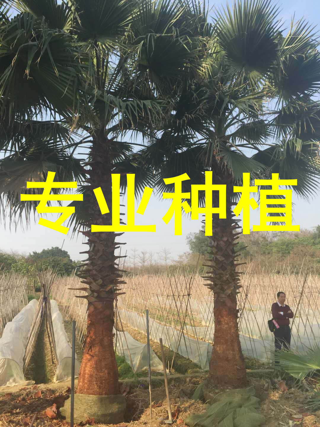 老人葵树 华棕 杆高8米 自然高度10米漳州华盛顿棕榈基地 棕榈树