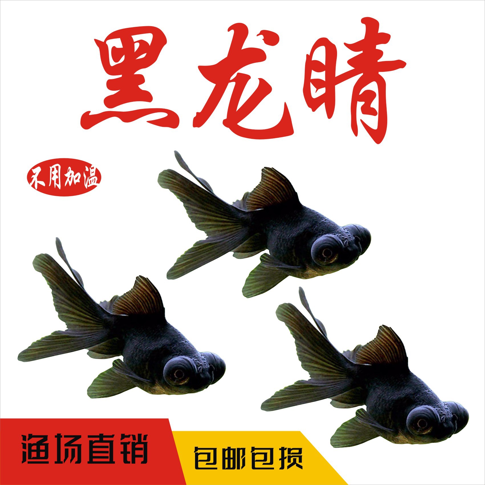 鸿运当头金鱼 狮子头活体观赏鱼 冷水鱼鱼兰寿丹顶红不用加温