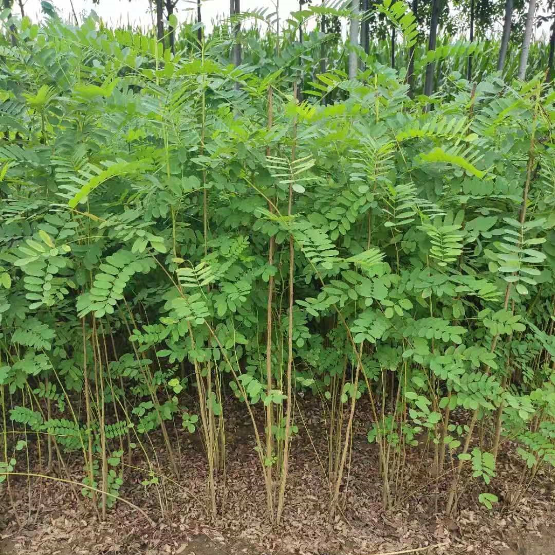 基地批发紫穗槐苗 植物挡沙 爬山虎苗耐寒耐旱护坡绿化树苗