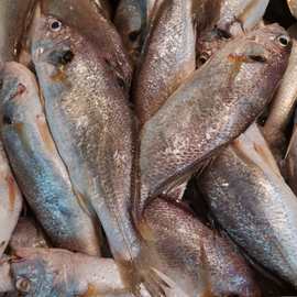 浙江东海现捕海鲜新鲜 白姑鱼 白梅鱼 白果子鱼 3-5条/斤 500g