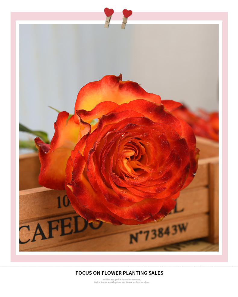 狂想曲鲜切玫瑰花基地现采发货家用室内装饰水养花艺插花批发价优