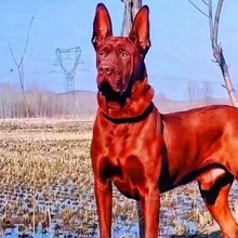 纯种莱州红犬幼犬苏联红犬幼崽家养大骨架大型家养看家护院护卫犬