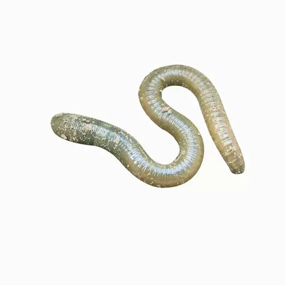 黑蚯蚓青蚯蚓大蚯蚓臭蚯蚓灰蚯蚓蚯蚓活体鱼饵包邮钓黄鳝蚯蚓