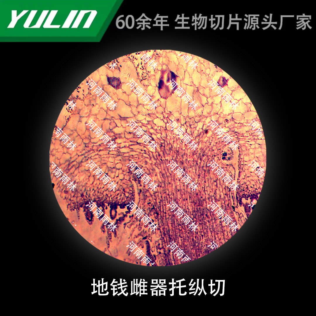地钱雌器托纵切生物显微镜标本动物植物细胞载玻片观察实验高校