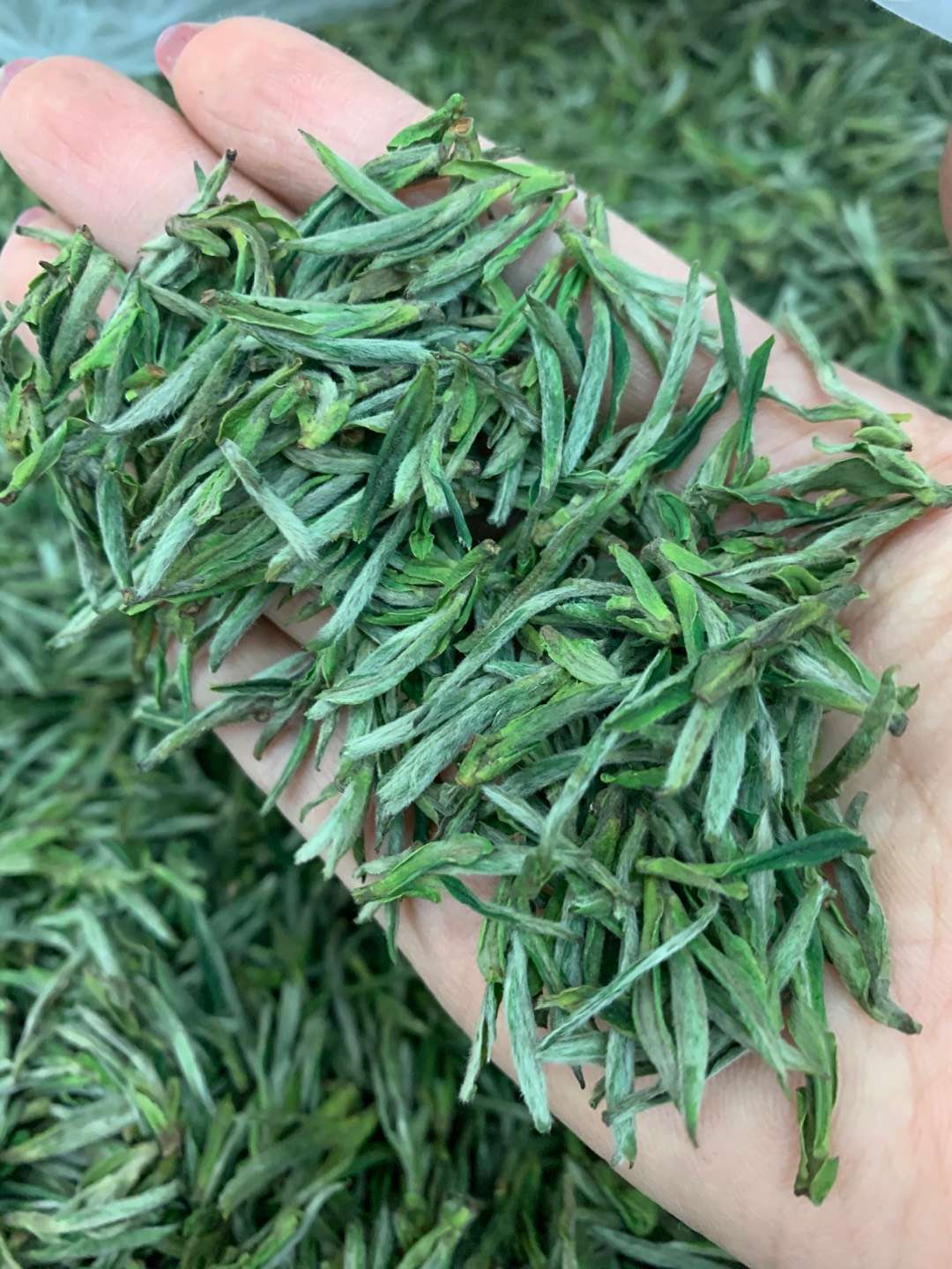 2021新茶明前毛峰绿茶入口醇厚茶叶浓香型高山春茶250克散装批发