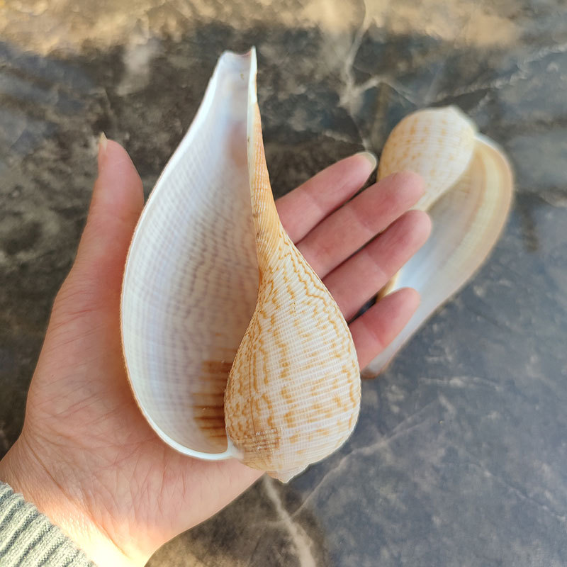 大海螺壳 枇杷螺琵琶螺壳 卷贝鱼装饰 多肉花盆 天然贝壳鱼缸装饰