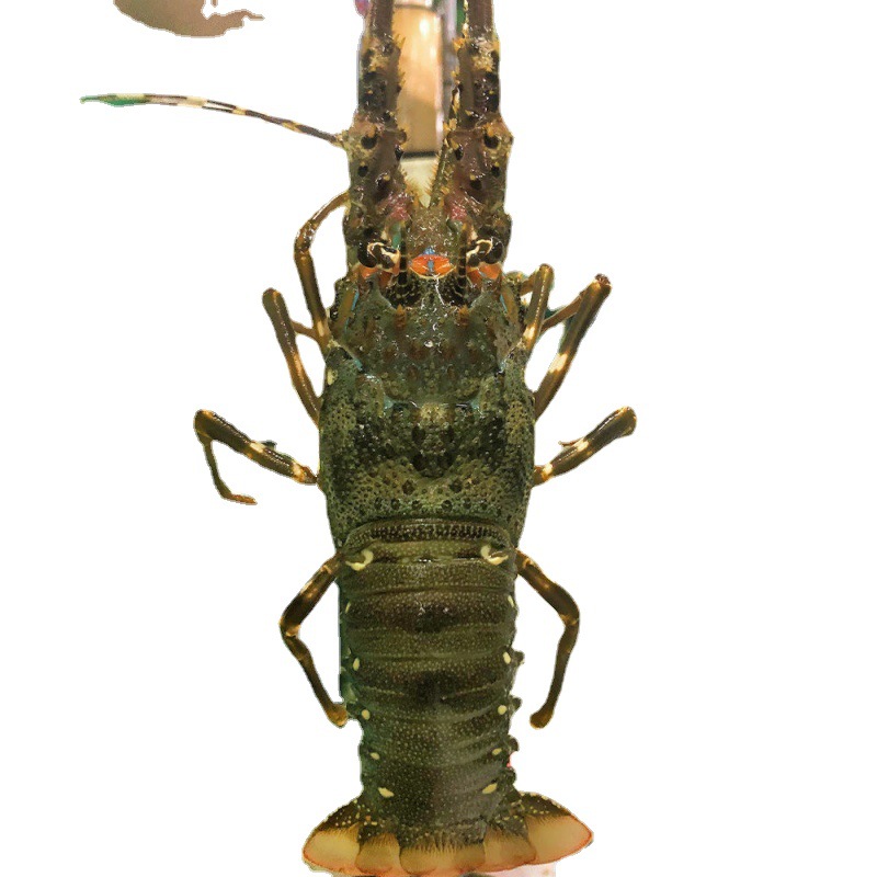 虾批发生冻小青龙虾水产海鲜印尼速冻青龙冰鲜现冻青龙仔野生龙虾