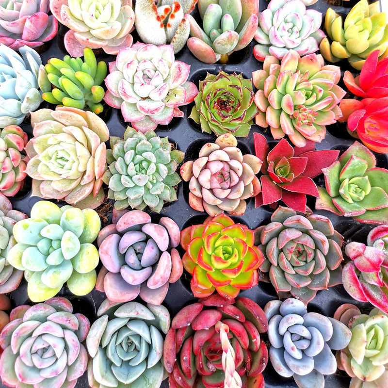 多肉植物批发新手花卉组合莲花座新款整箱四季易活跨境代发多肉