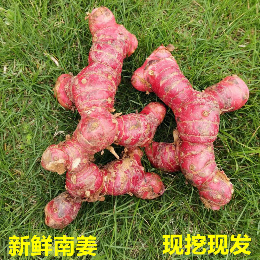 新鲜南姜潮汕南姜良姜山姜泰国南姜冬阴功汤配料牛肉火锅卤水配料