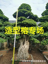 福建小叶榕桩景 广西造型榕树 批发重庆造型小叶榕桩头价格