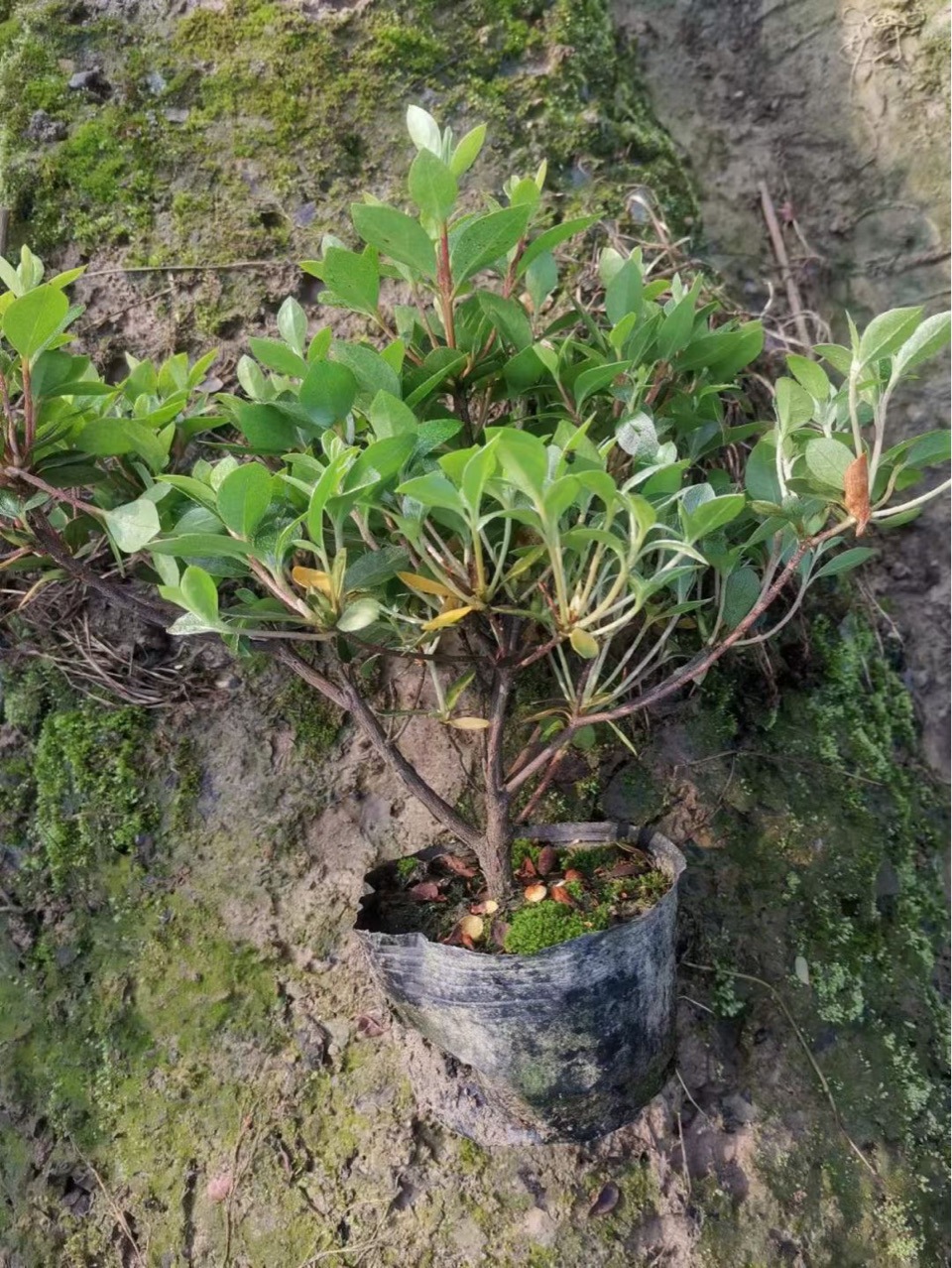 夏娟价格夏娟基地夏娟产地夏娟图片