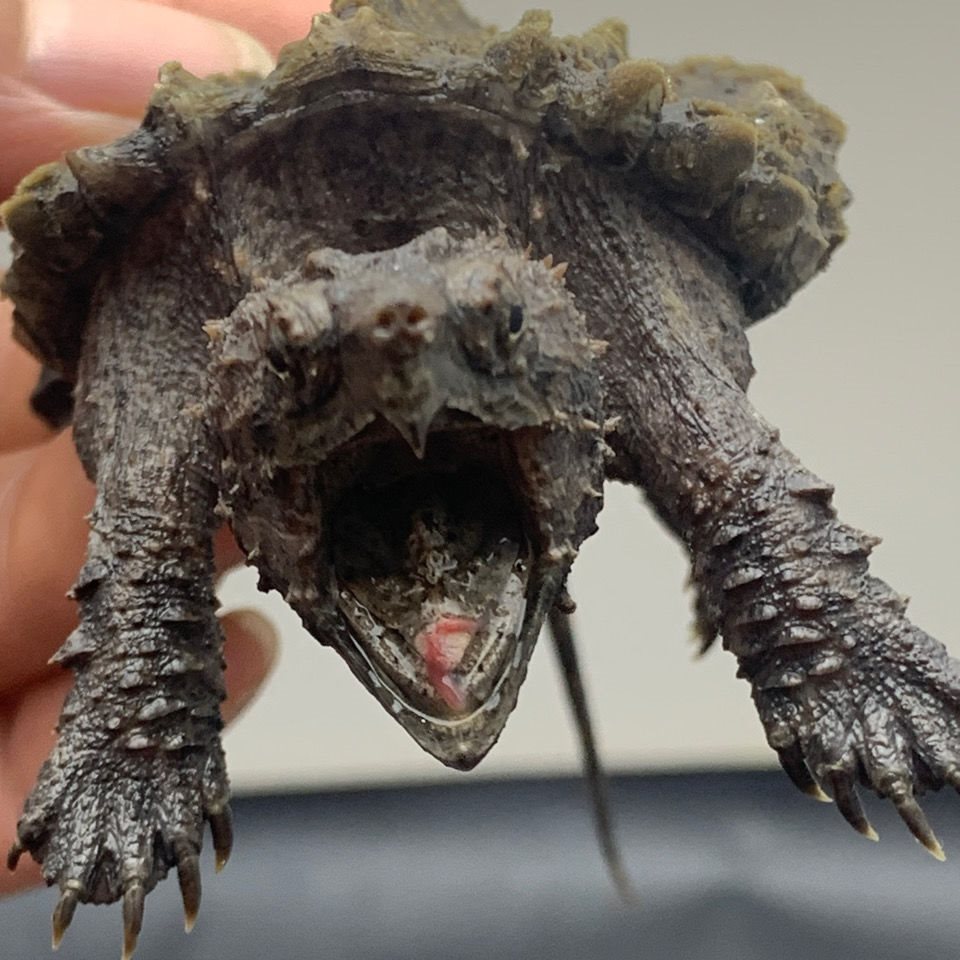 进口真鳄龟钓鱼蚯蚓种原色鳄龟苗真鳄龟宠物观赏龟鳄宠物龟-阿里巴巴