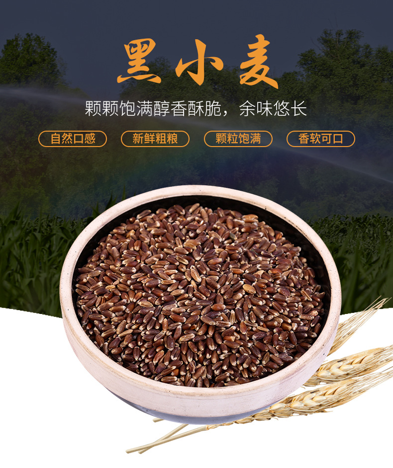 厂家批发 黑小麦 口感新鲜粗粮谷物营养早餐煮粥食用黑小麦25kg