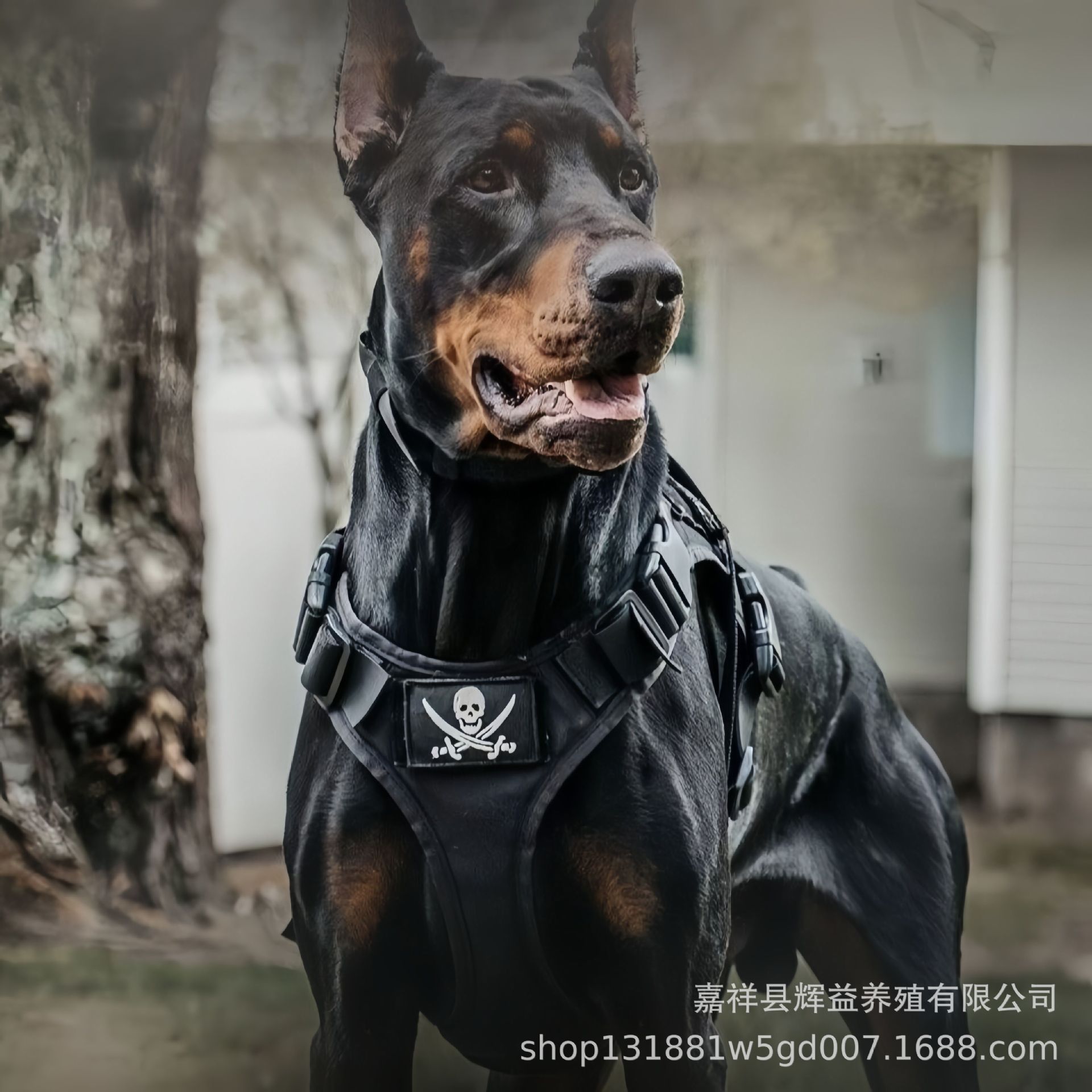 杜宾犬正宗纯种幼犬狗狗活物双血统德系美系立耳护卫犬看家护院大