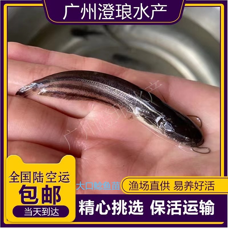 南方大口鲶鱼苗淡水培殖食用河鲇土鲶鱼二须鲇肉食塘鲺鲶鱼苗包活