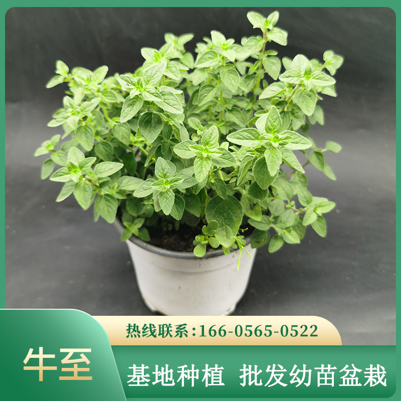 牛至盆栽 甜牛至 希腊红花牛至香草 料理盆栽可食用花草批发