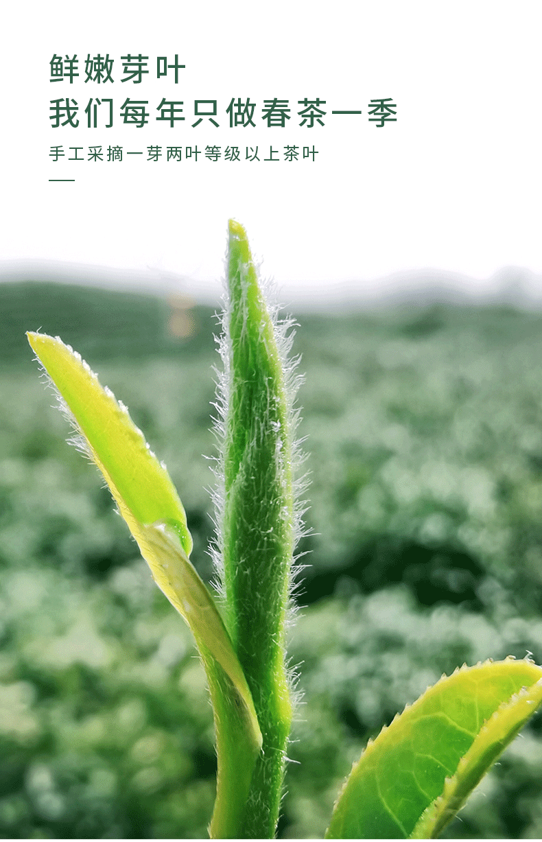 2022年新茶毛尖明前雨前高山绿茶信阳源产茶叶嫩芽散装批发500g