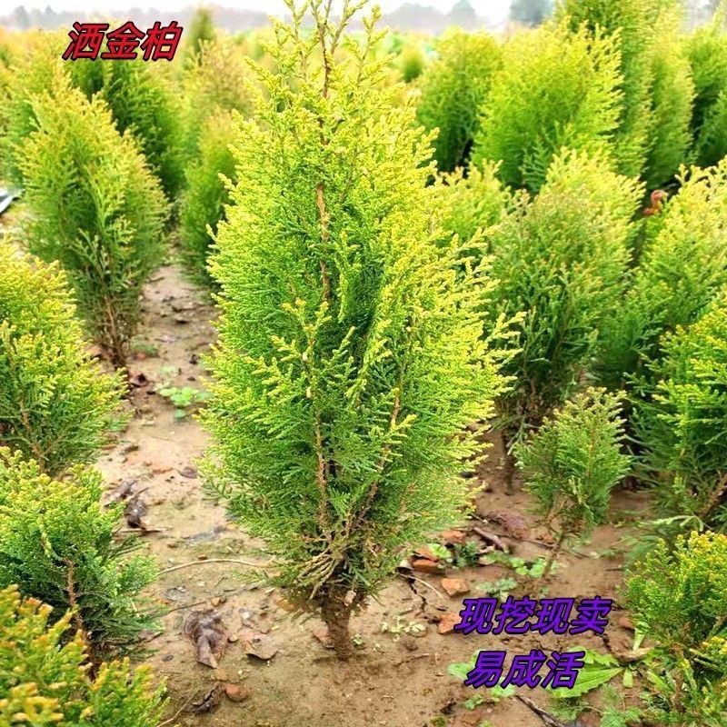 洒金柏黄金柏易成活金黄园林庭院花园绿化耐寒耐旱风景树苗不落叶