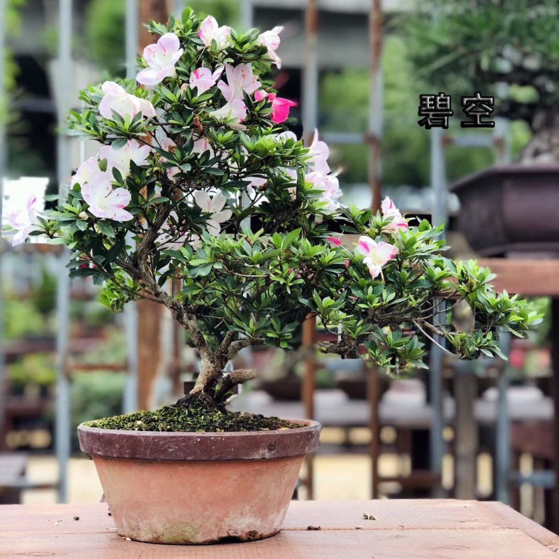 碧空网红多色杜鹃花日本名贵进口品种苗木本植物素材客厅绿植盆栽