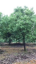香樟 乔木   提供绿化工程苗木  苗木批发  基地直供