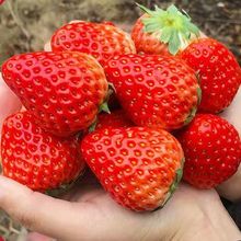 现摘现货新鲜草莓四川草莓水果奶油红颜99冬草莓商用烘焙批发包邮