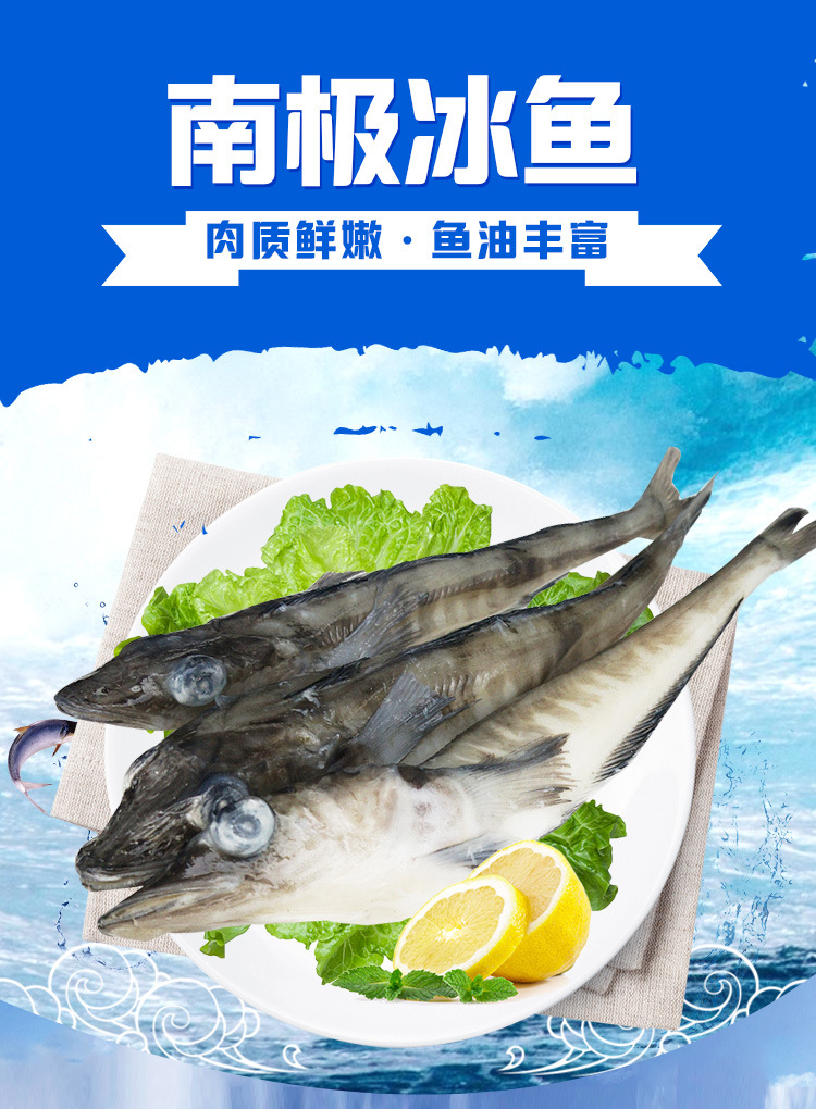 南极冰鱼_01.jpg