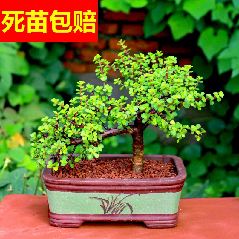 绿植金枝玉叶老桩盆栽造型多肉雅乐之舞马齿苋树盆景玉树组合四季