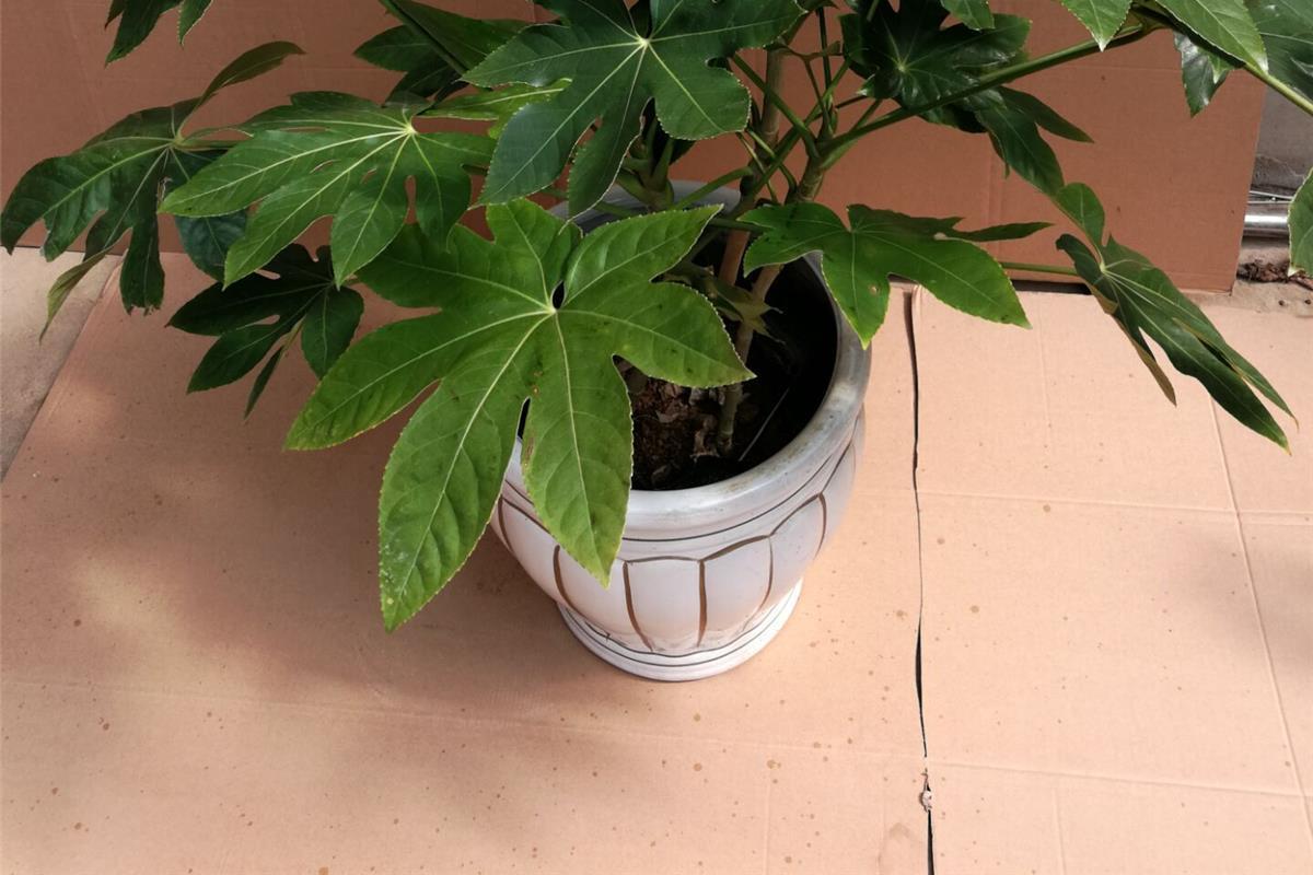 一件代发耐阴耐寒苗木 八角金盘 八方来财 四季长青 绿植盆栽 庭