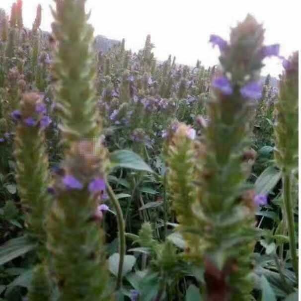 包邮 河南确山夏枯草 250g500g1000g 牛低头 麦穗夏枯草原-阿里巴巴