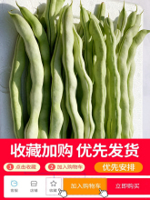 东北白豆角 新鲜蔬菜农家白不老芸豆白大架豆角四季豆现摘5斤包邮