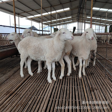羊苗小尾寒羊羊羔价格 改良杂交小尾寒羊苗 哪里有怀孕母羊
