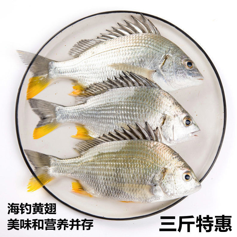 黄翅鱼.黑刺鱼.黄立鱼.黄鳍棘鲷.